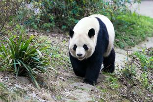 复出！奇才中锋加福德已不在伤病名单上 今日可出战掘金